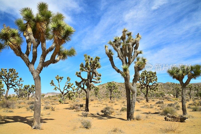 Ryan Mountain和Joshua Trees